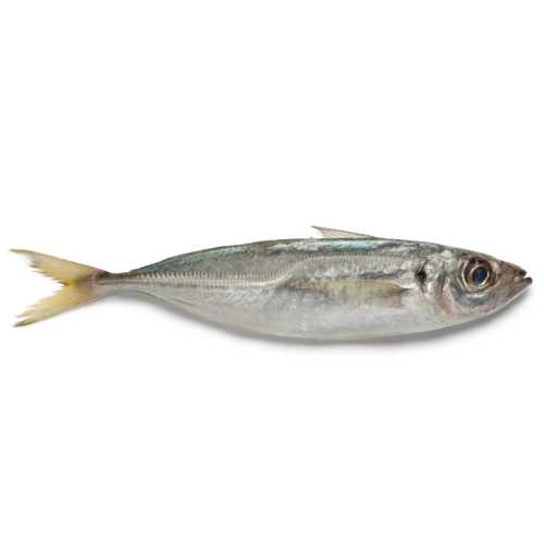 Chinchard - 0.95 / 1.05 kg