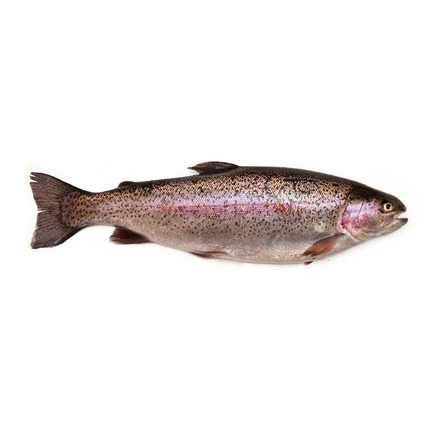 Truite rose arc en ciel - 0.95 / 1.05 kg