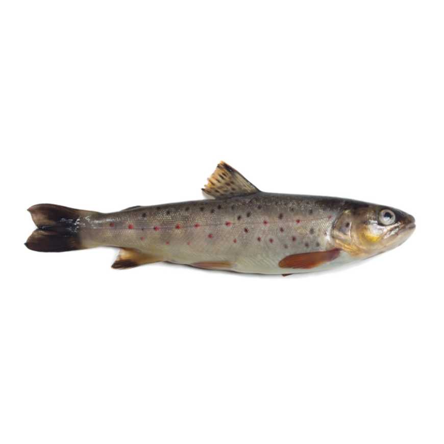 Truite fario - 0.95 / 1.05 kg