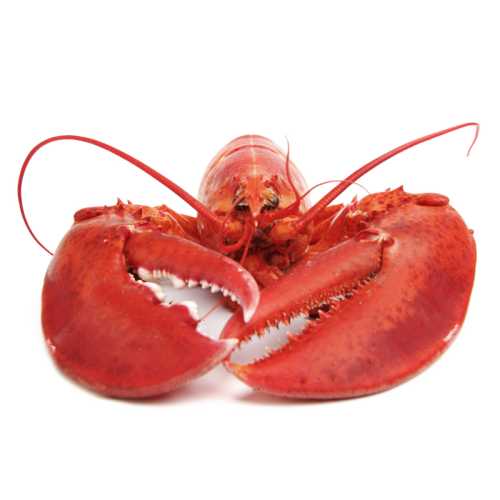 Homard canadien cuit - La pièce