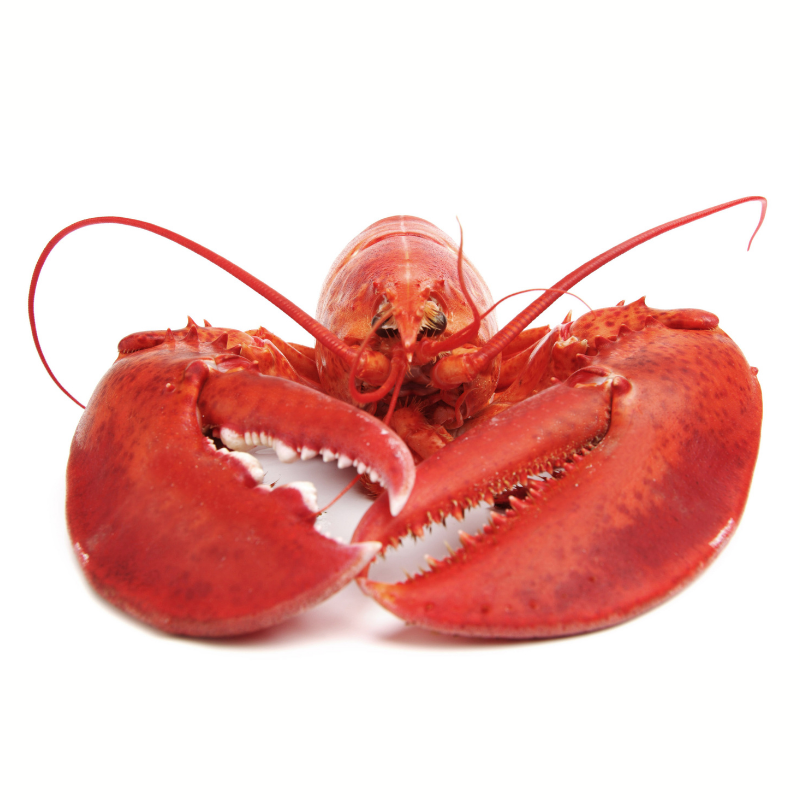 Homard canadien cuit - La pièce