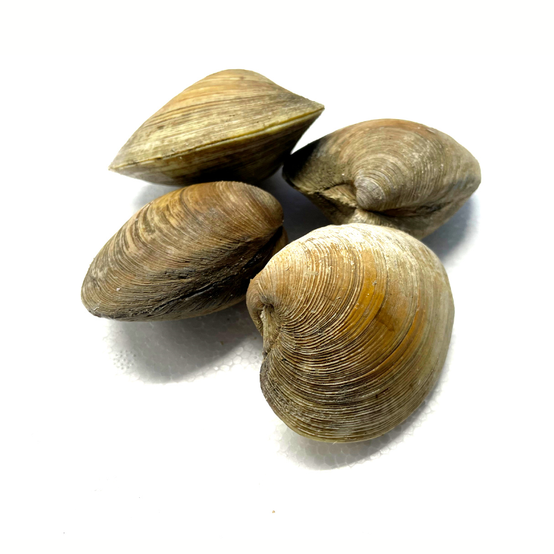 Clams moyen - 500 g