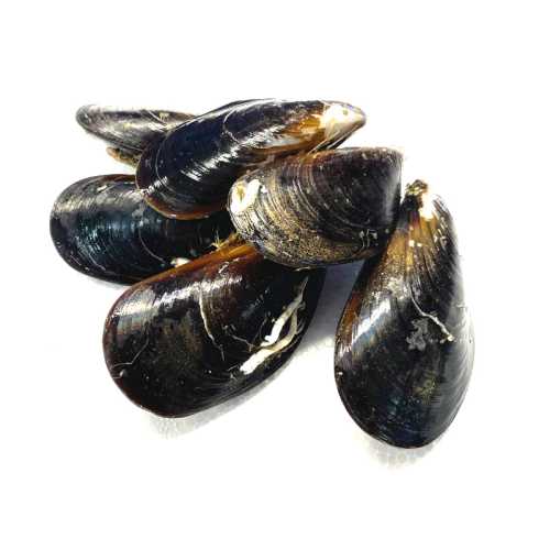 Moules d'Espagne vivantes - 500 g