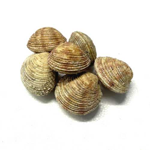 Praires vivantes - 1 kg