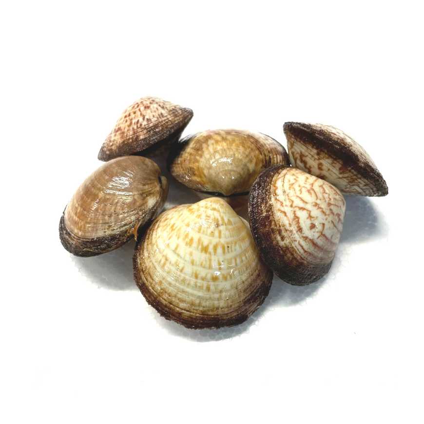 Amande de mer - 1 kg