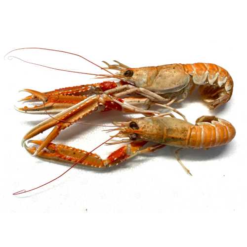 Langoustines cuites - 1 kg