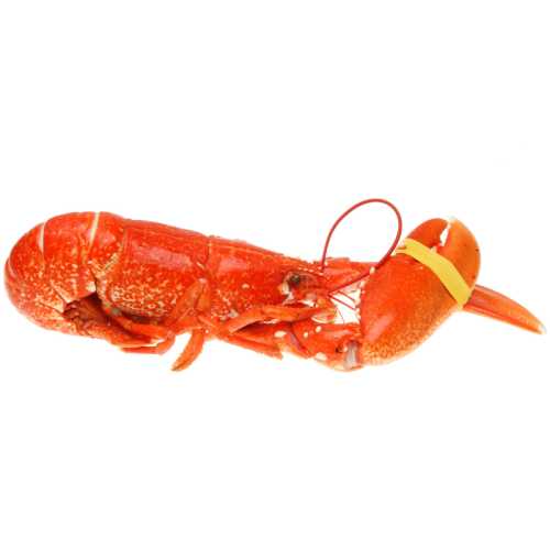 Homard Européen cuit - la pièce 350/400 g