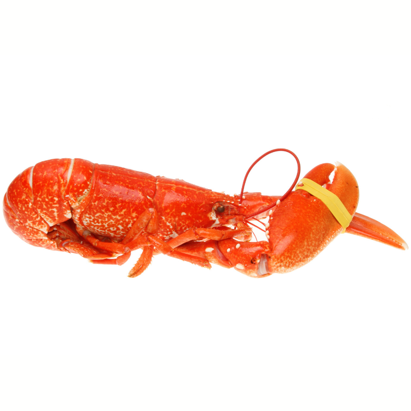 Homard Européen cuit - 1 Pièces