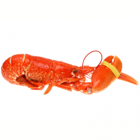 Homard Européen cuit - la pièce 350/400 g