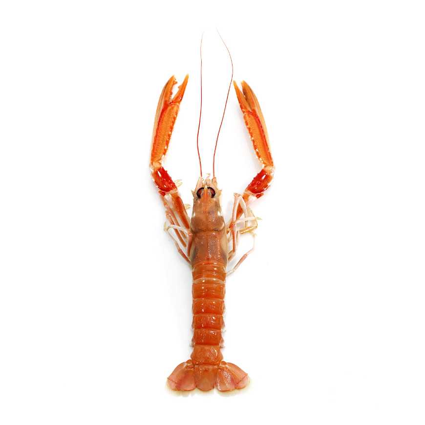 Langoustines crues 10/15 - 1 kg