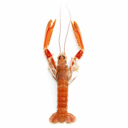 Langoustines crues 10/15 - 1 kg