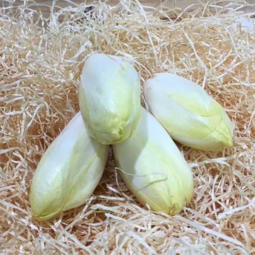 Endive - 1KG