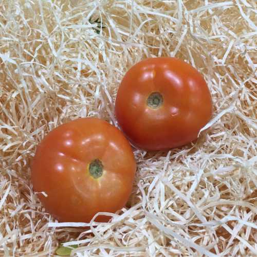 Tomate à farcir - 500gr