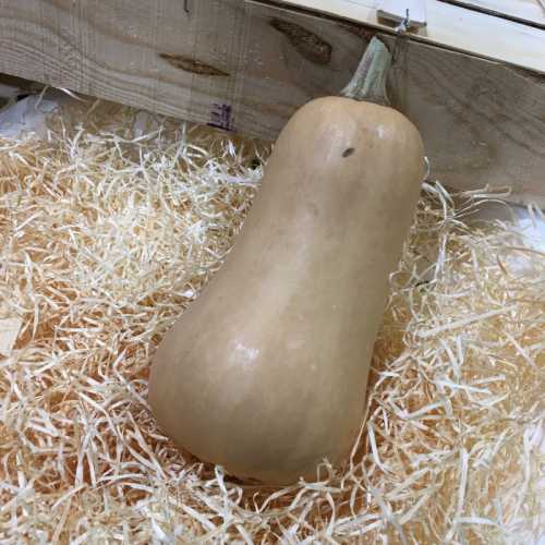 Butternut 1.5kg/2kg - 1 Pièce