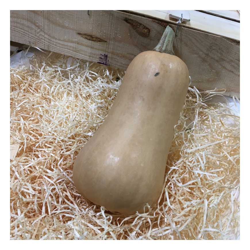 Butternut 1.5kg/2kg - 1 Pièce