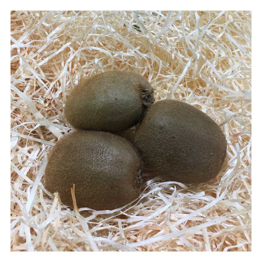 Kiwi vert - lot 5 pièces