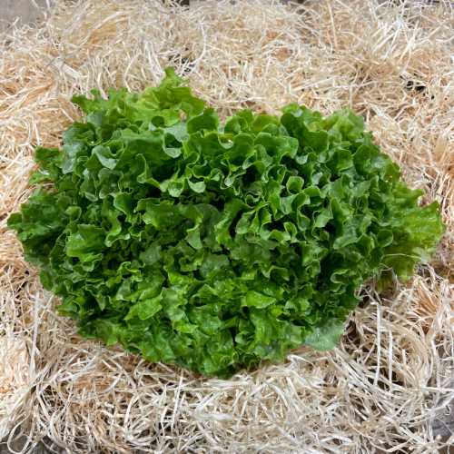 Salade batavia - 1 pièce