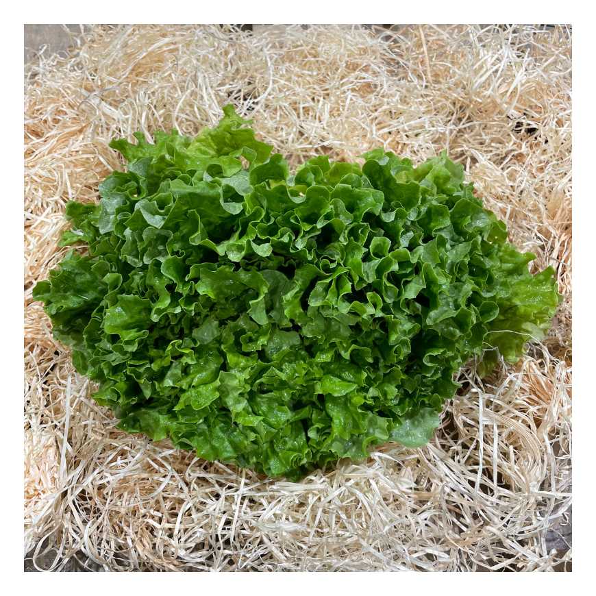 Salade batavia - 1 pièce