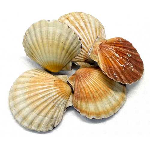 Coquilles St Jacques Françaises Entières - 1 kg