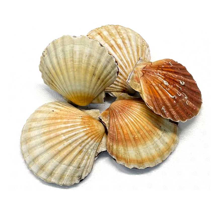 Coquilles St Jacques Françaises Entières - 1 kg