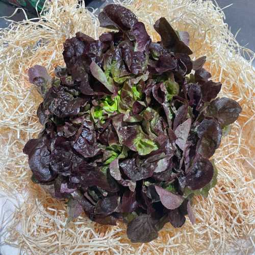Salade Chêne brune - 1 pièce