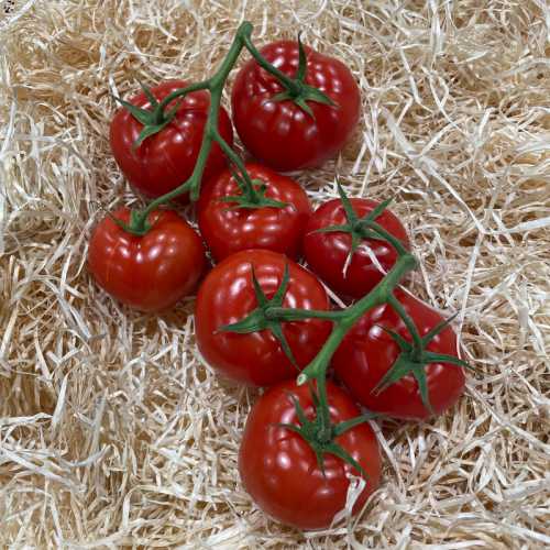 Tomate ronde ou grappe - 500 g