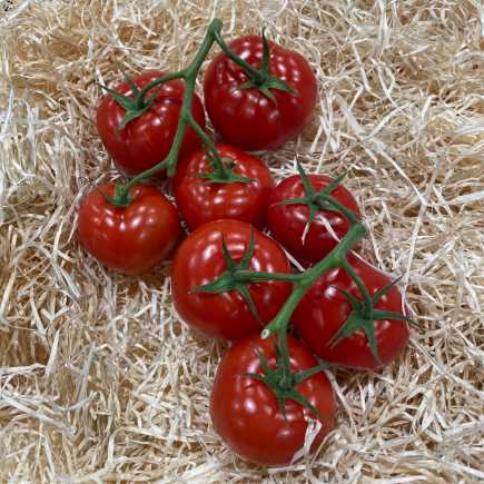 Tomate ronde - 500 g - ou substitut selon arrivage