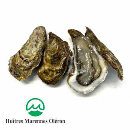 Huîtres Marennes Oléron - Fine de claire