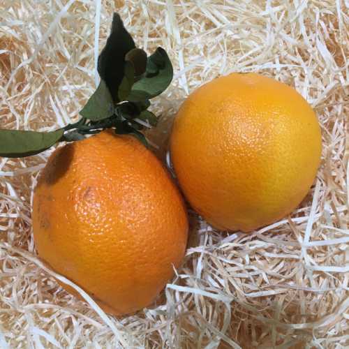 Orange à jus - 500g