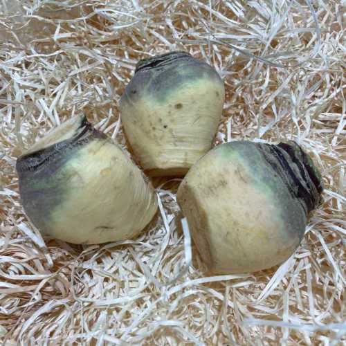 Navet Rutabaga - 500g