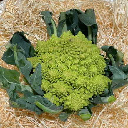 Chou Romanesco - La pièce