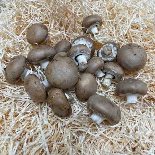 Champignon de Paris Brun - 500 g