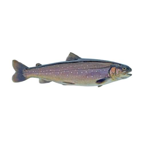 Omble chevalier pièce de 0.95 / 1.05 kg