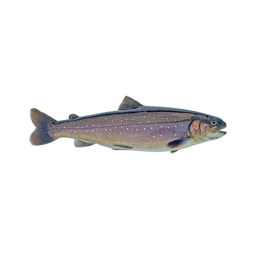 Omble chevalier pièce de 0.95 / 1.05 kg