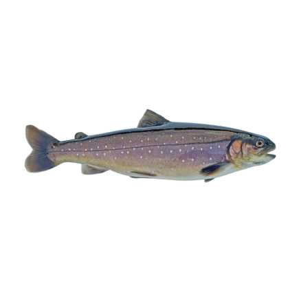 Omble chevalier pièce de 0.95 / 1.05 kg