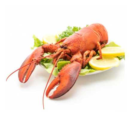 Homard Européen cuit - 1 Pièces