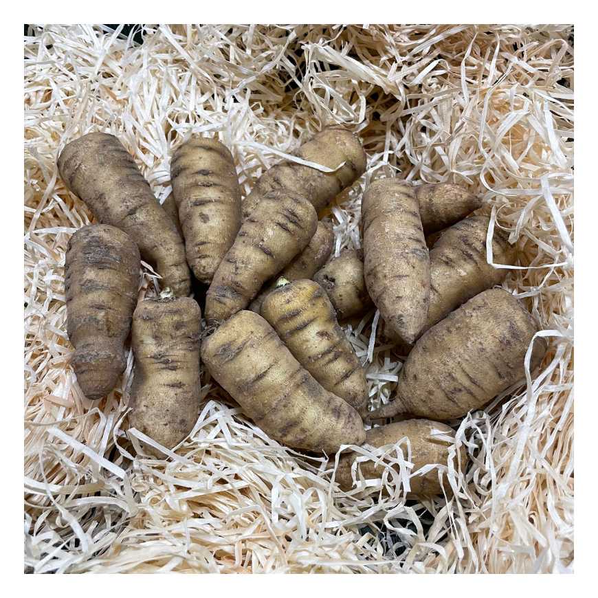 Cerfeuil tubéreux - 100 g