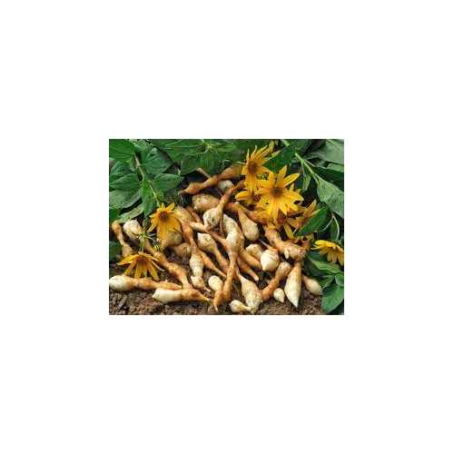 Helianthis tubéreux vrac - 100 g