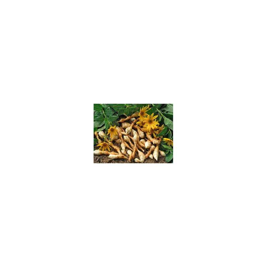 Helianthis tubéreux vrac - 100 g