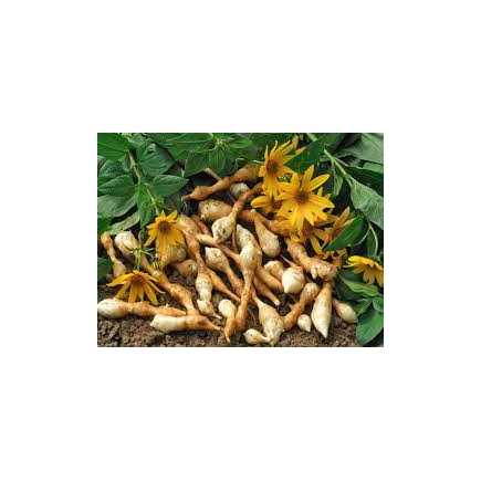 Helianthis tubéreux vrac - 100 g