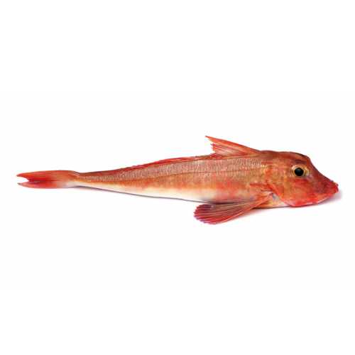 Grondin rouge / perlon - 0.95 / 1.05 kg