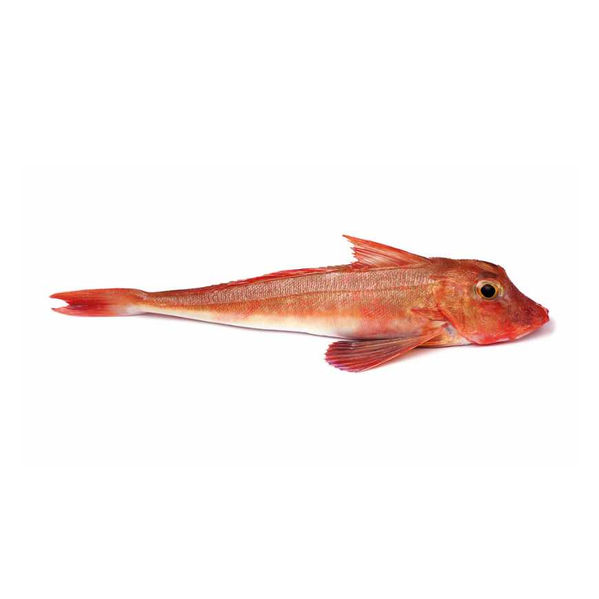 Grondin rouge / perlon - 0.95 / 1.05 kg