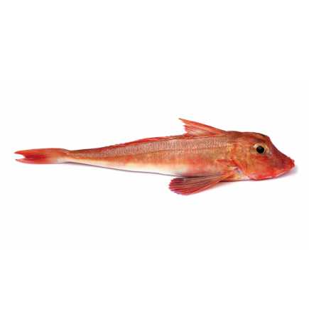 Grondin rouge / perlon - 0.95 / 1.05 kg