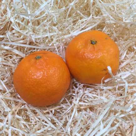 Clémentine Berkane IGP Maroc - 500 g