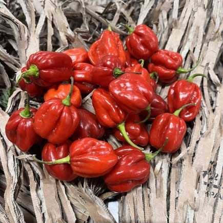 Piment antillais- La barquette 100gr