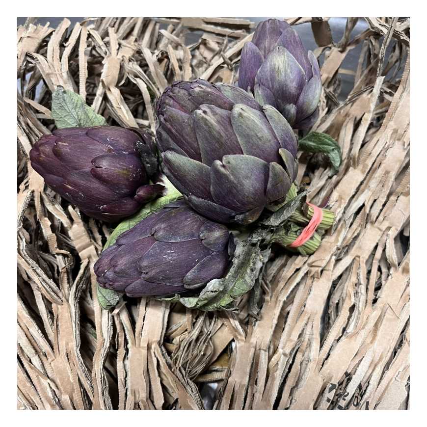 Artichaut bouquet poivrade - botte x5