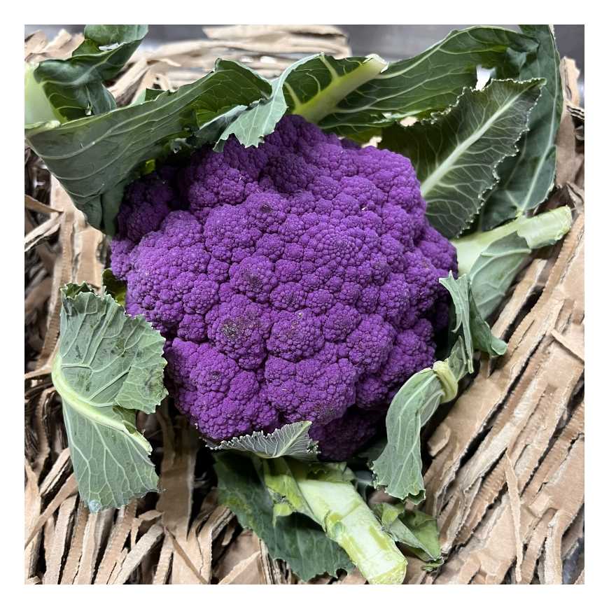 Chou fleur violet- 1 pièce