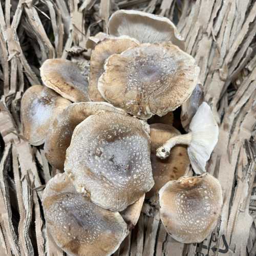 Champignon Shiitake - poche 200 g