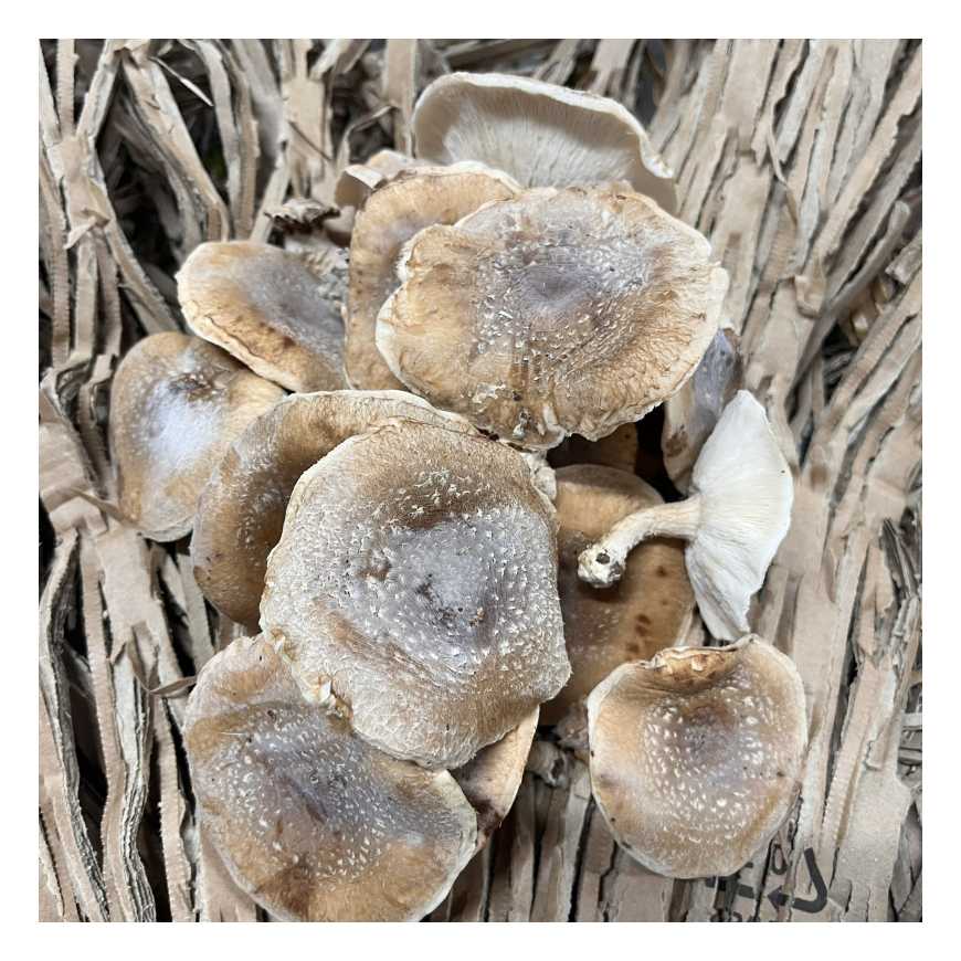 Champignon Shiitake - poche 200 g