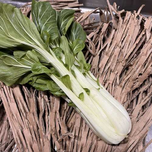 Chou Pak Shoi - 1 pièce